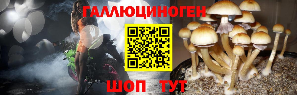 Псилоцибиновые грибы мицелий Гулькевичи